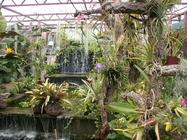 Perdidos e Achados: Um paraíso de orquídeas raras levado pelas chamas