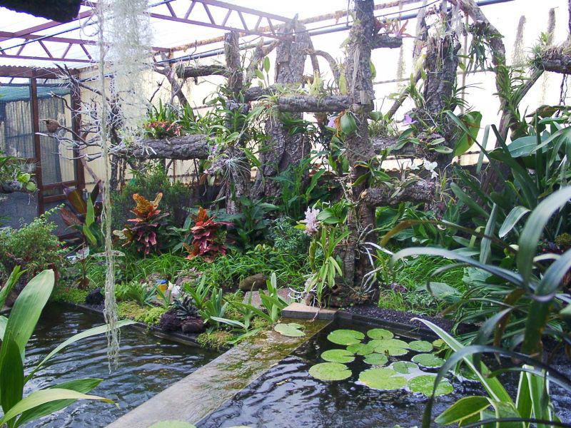 Perdidos e Achados: Um paraíso de orquídeas raras levado pelas chamas