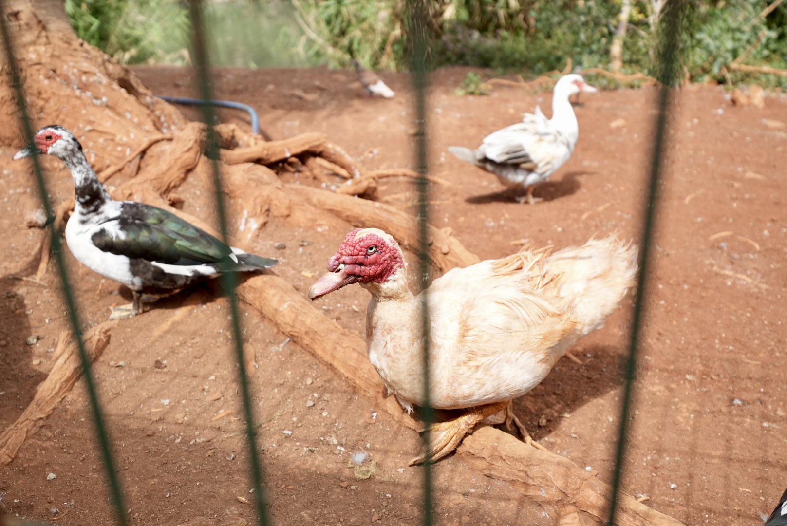 Perdidos e Achados: Lagoa resiste ao abandono. Limpeza avança em setembro