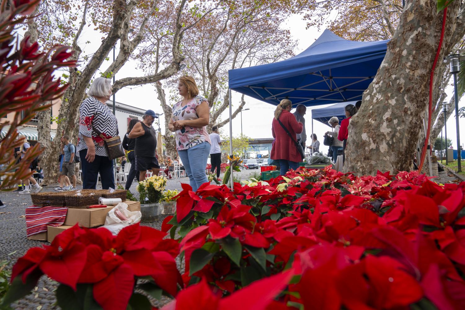 Aldeia Natal encanta de noite e de dia em Machico