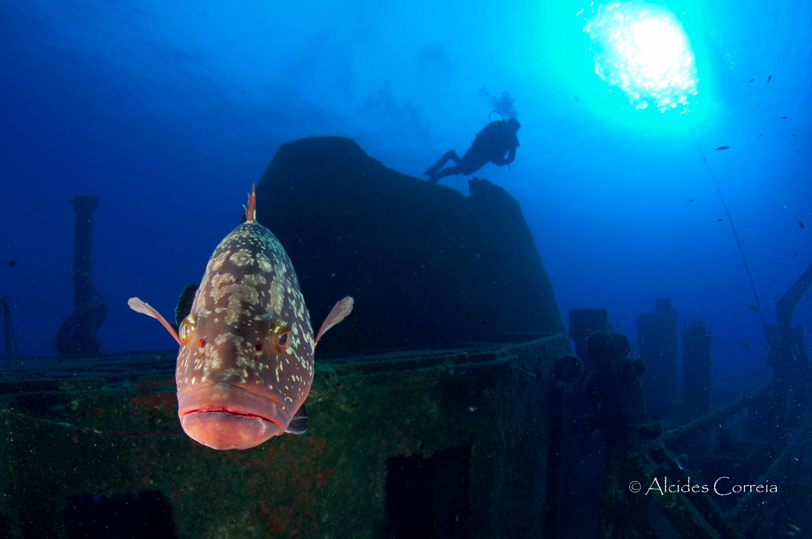 Perdidos e Achados: Navios naufragados no Porto Santo abrigam tesouro da vida marinha (com fotos)