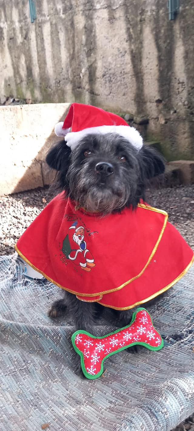 Voluntários recheiam com tempo e amor ‘sapatinhos’ dos mais frágeis (com fotos)