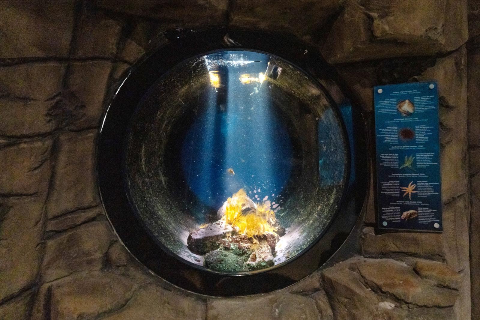 Perdidos e Achados: Um aquário escondido entre muralhas e marés no Porto Moniz