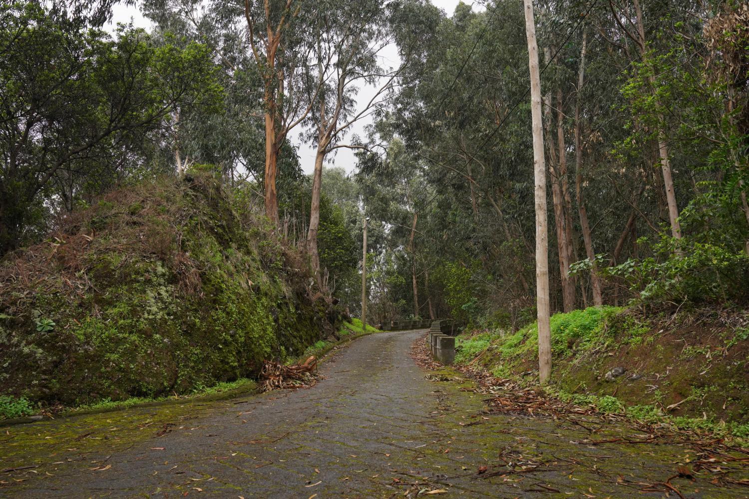 ‘Perdidos e Achados’: Na Fajã da Cinza vivem 16 cães e 13 pessoas (com fotos)
