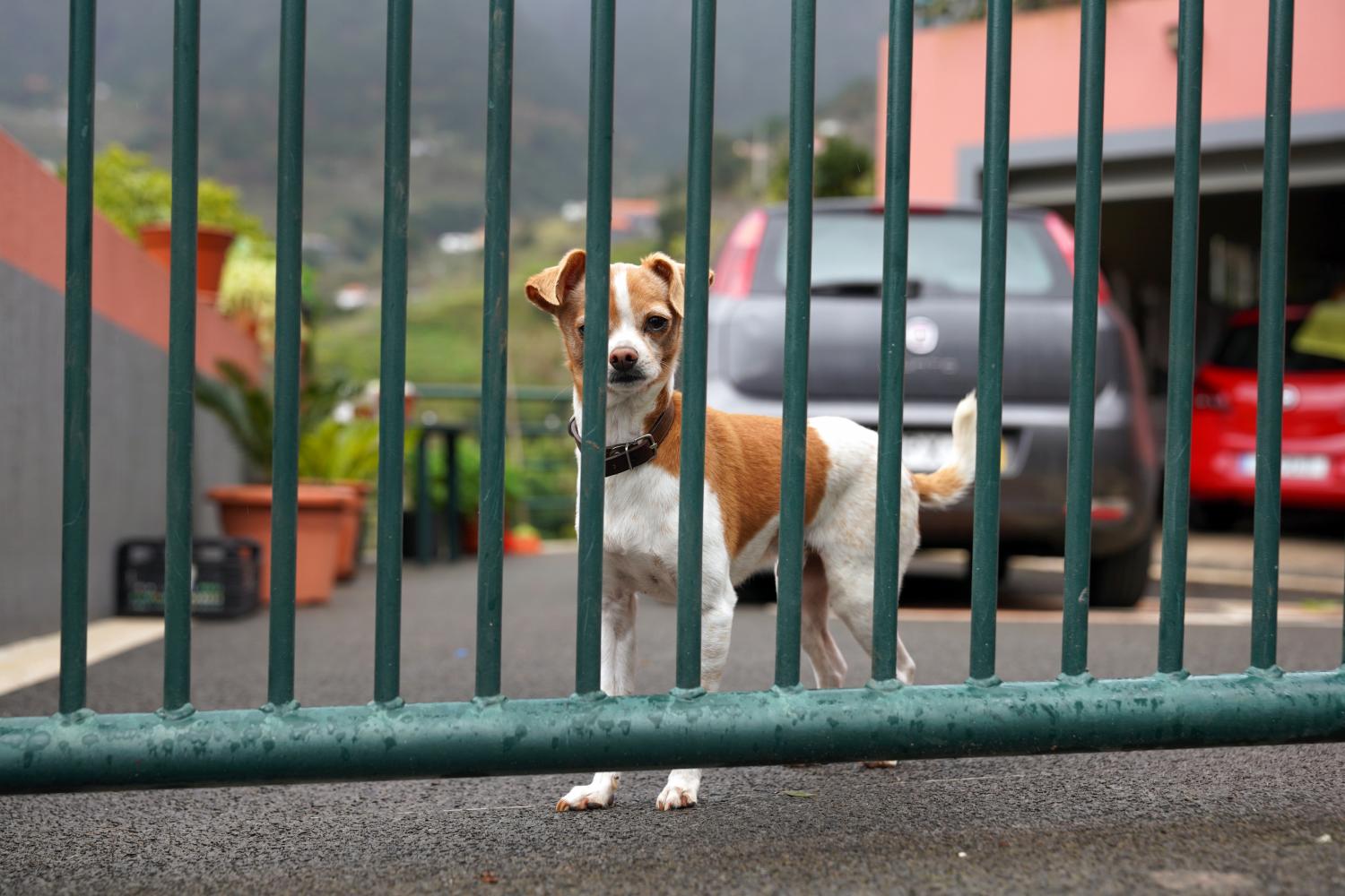 ‘Perdidos e Achados’: Na Fajã da Cinza vivem 16 cães e 13 pessoas (com fotos)