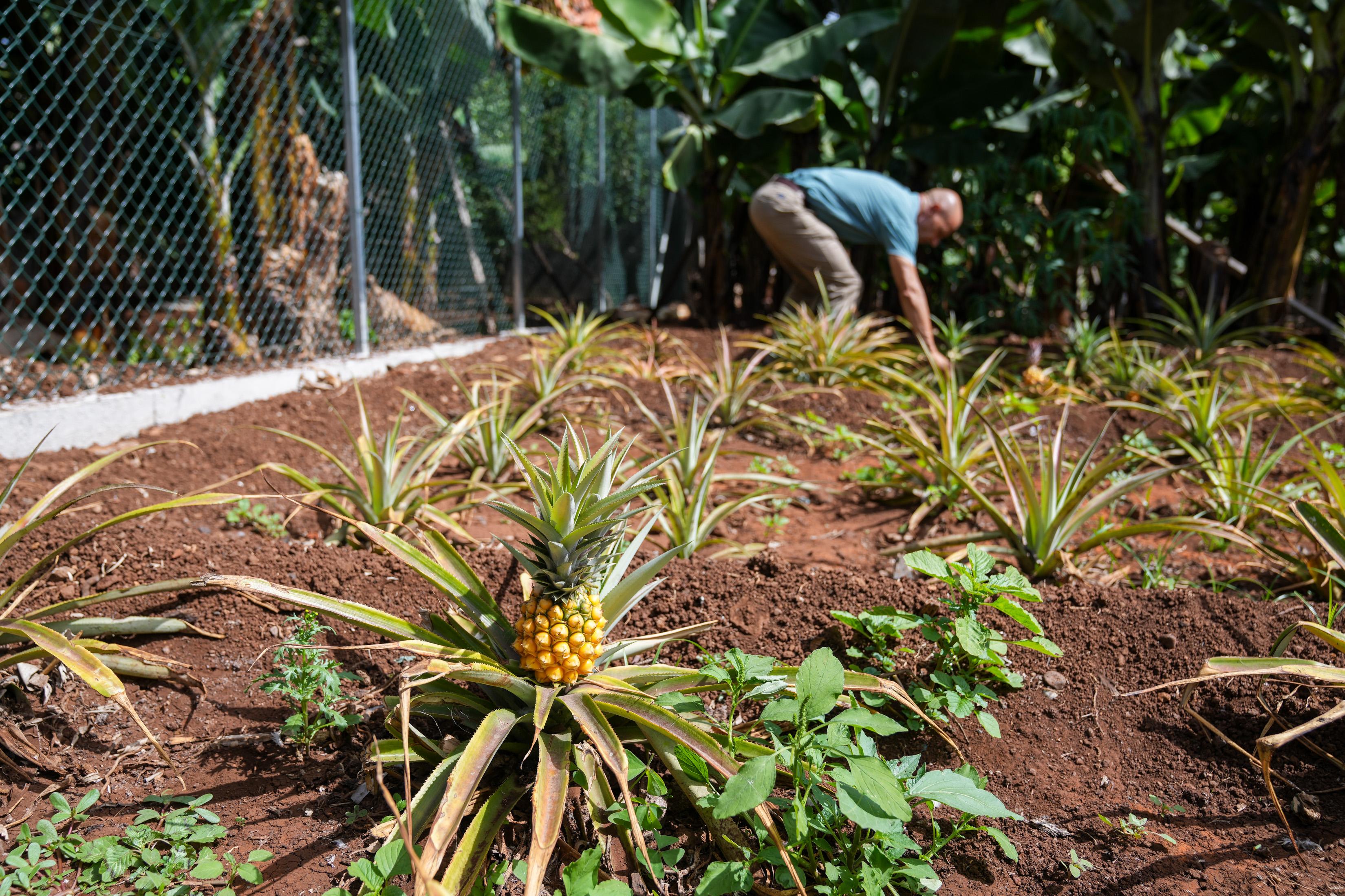 ‘Perdidos e Achados’: Fazenda plantada na urbe regada pela paixão por café (com fotos)