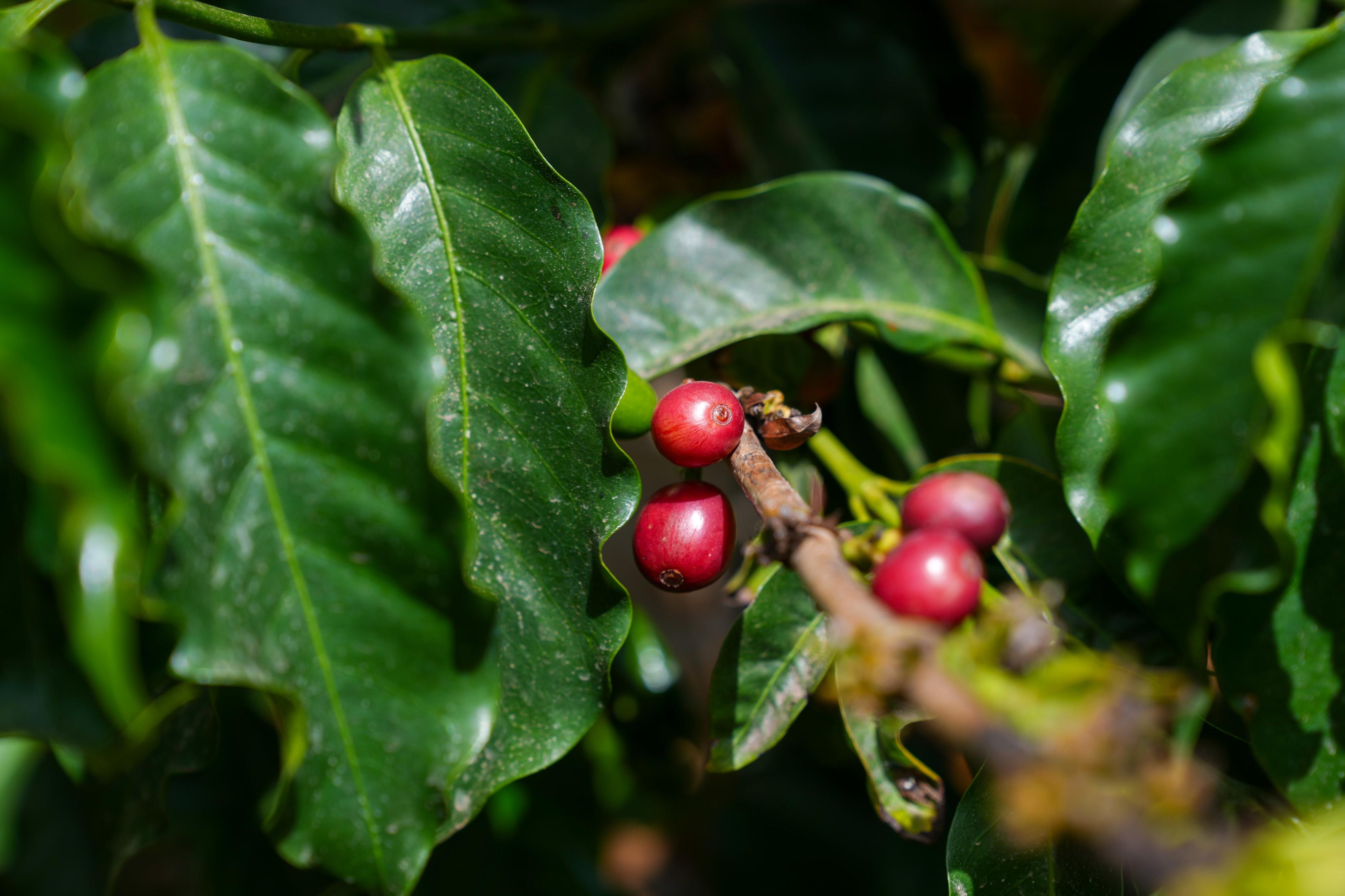 ‘Perdidos e Achados’: Fazenda plantada na urbe regada pela paixão por café (com fotos)