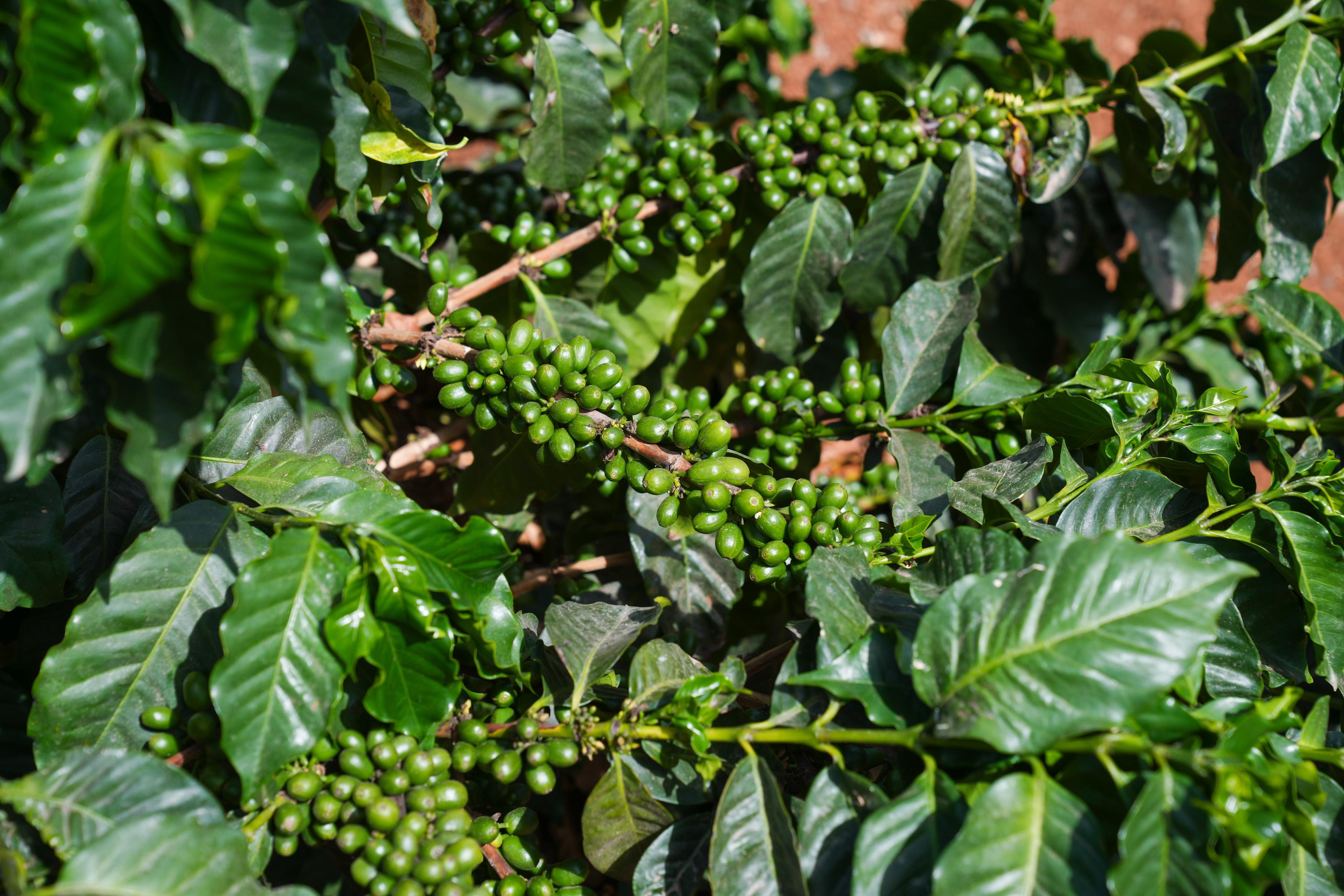 ‘Perdidos e Achados’: Fazenda plantada na urbe regada pela paixão por café (com fotos)