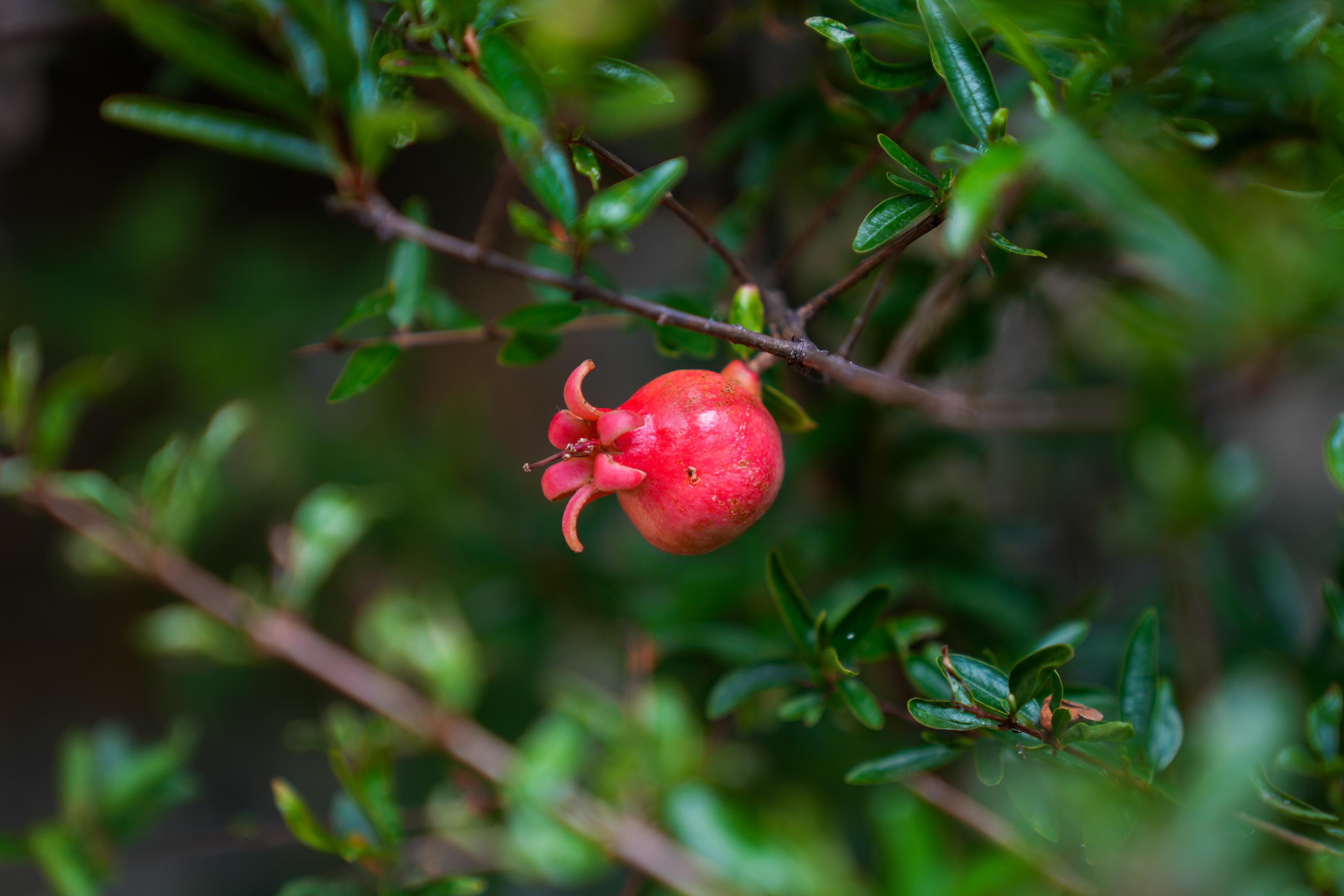 ‘Perdidos e Achados’: Jardim com cura para tudo plantado no centro da cidade (com fotos)