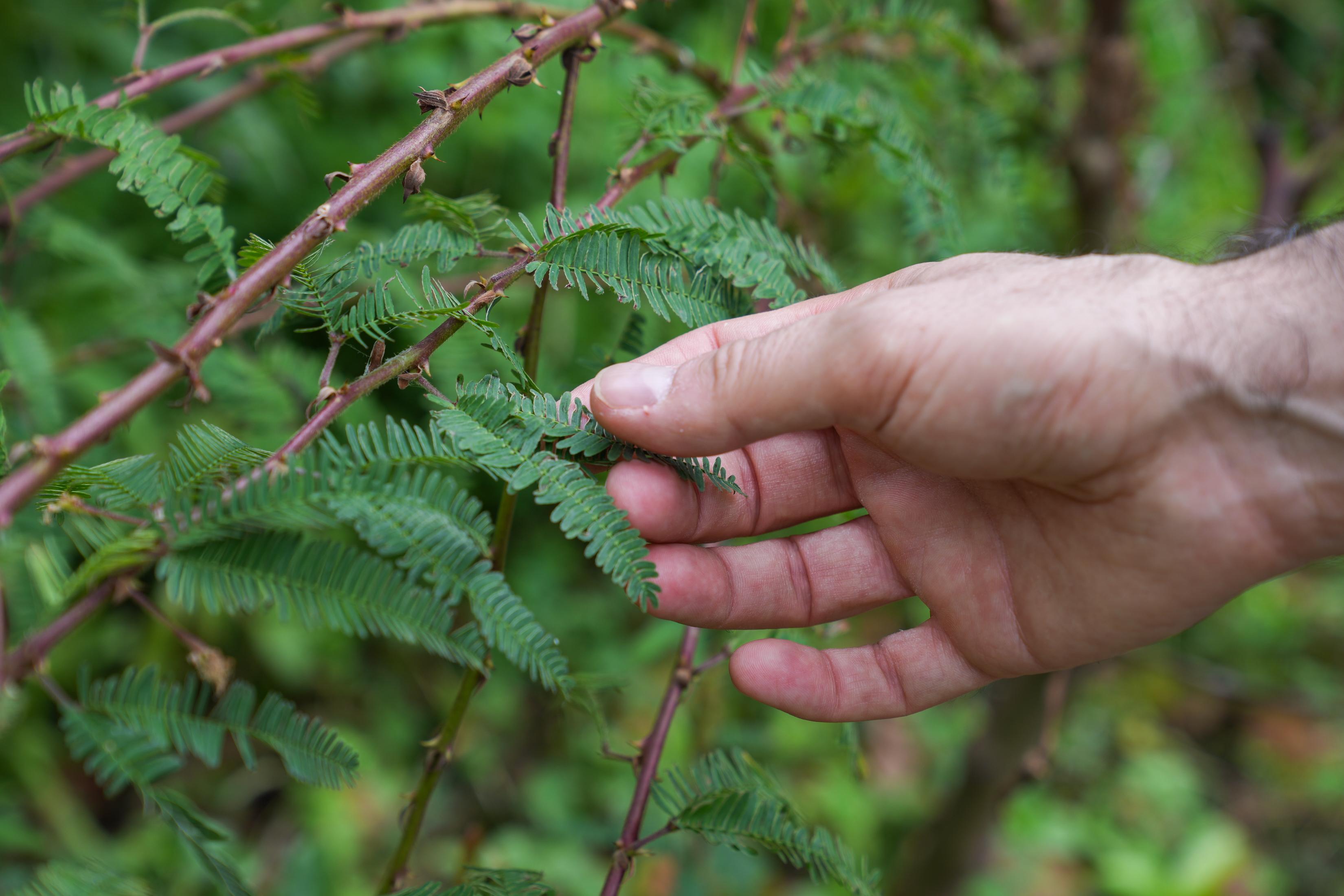 ‘Perdidos e Achados’: Jardim com cura para tudo plantado no centro da cidade (com fotos)