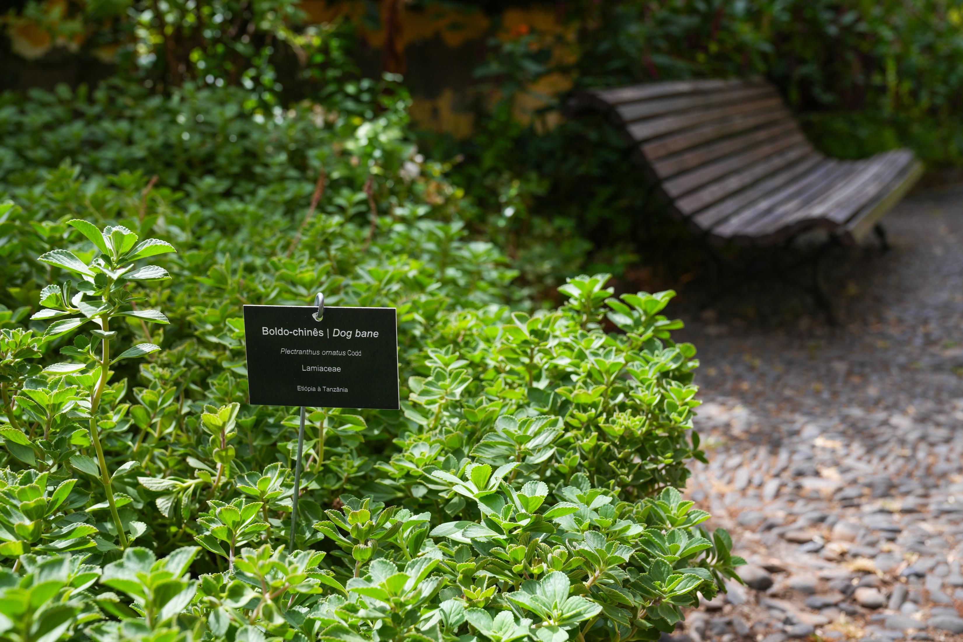 ‘Perdidos e Achados’: Jardim com cura para tudo plantado no centro da cidade (com fotos)