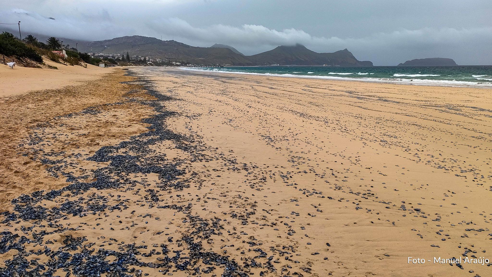 “Veleiros” invadem Praia do Porto Santo e geram alarme entre a população (com fotos)