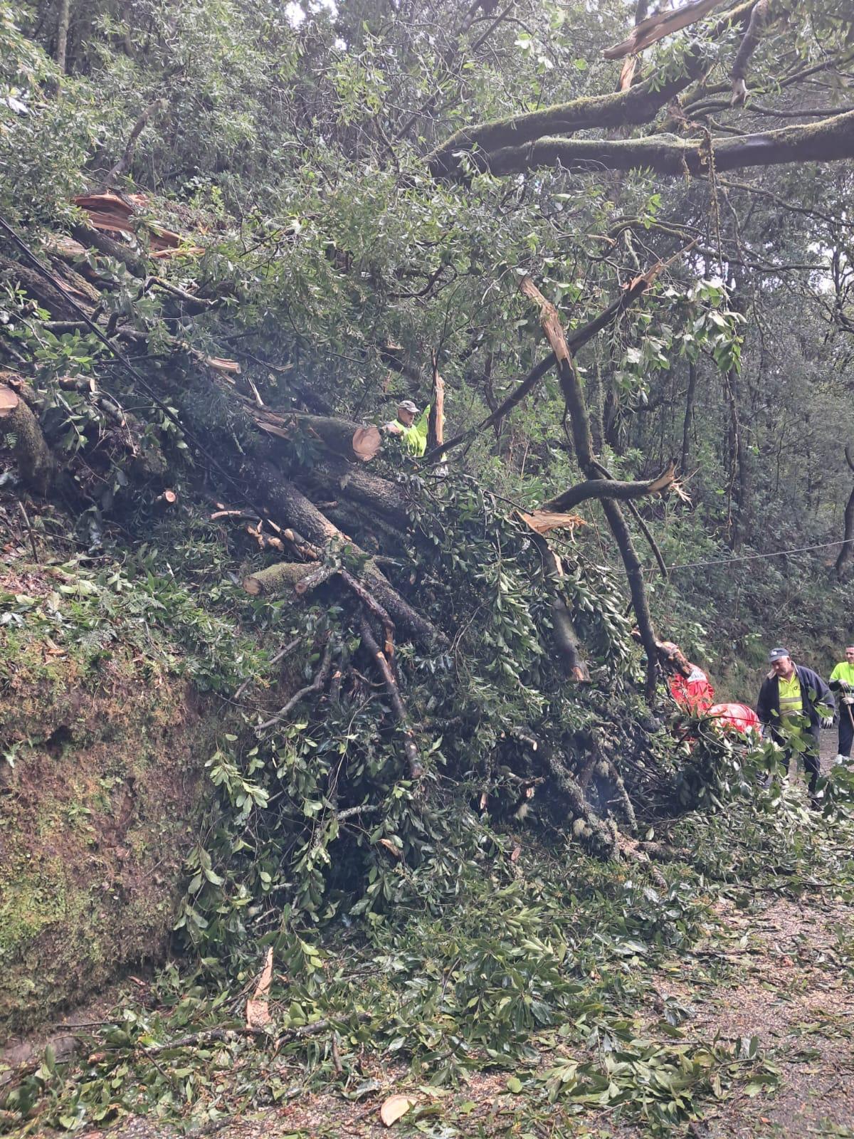 Muitas árvores foram derrubadas pelo vento.