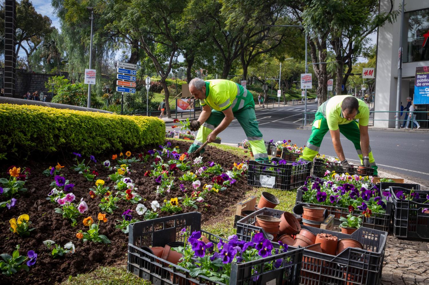 Rotunda do Infante embelezada com 1.100 amores-perfeitos