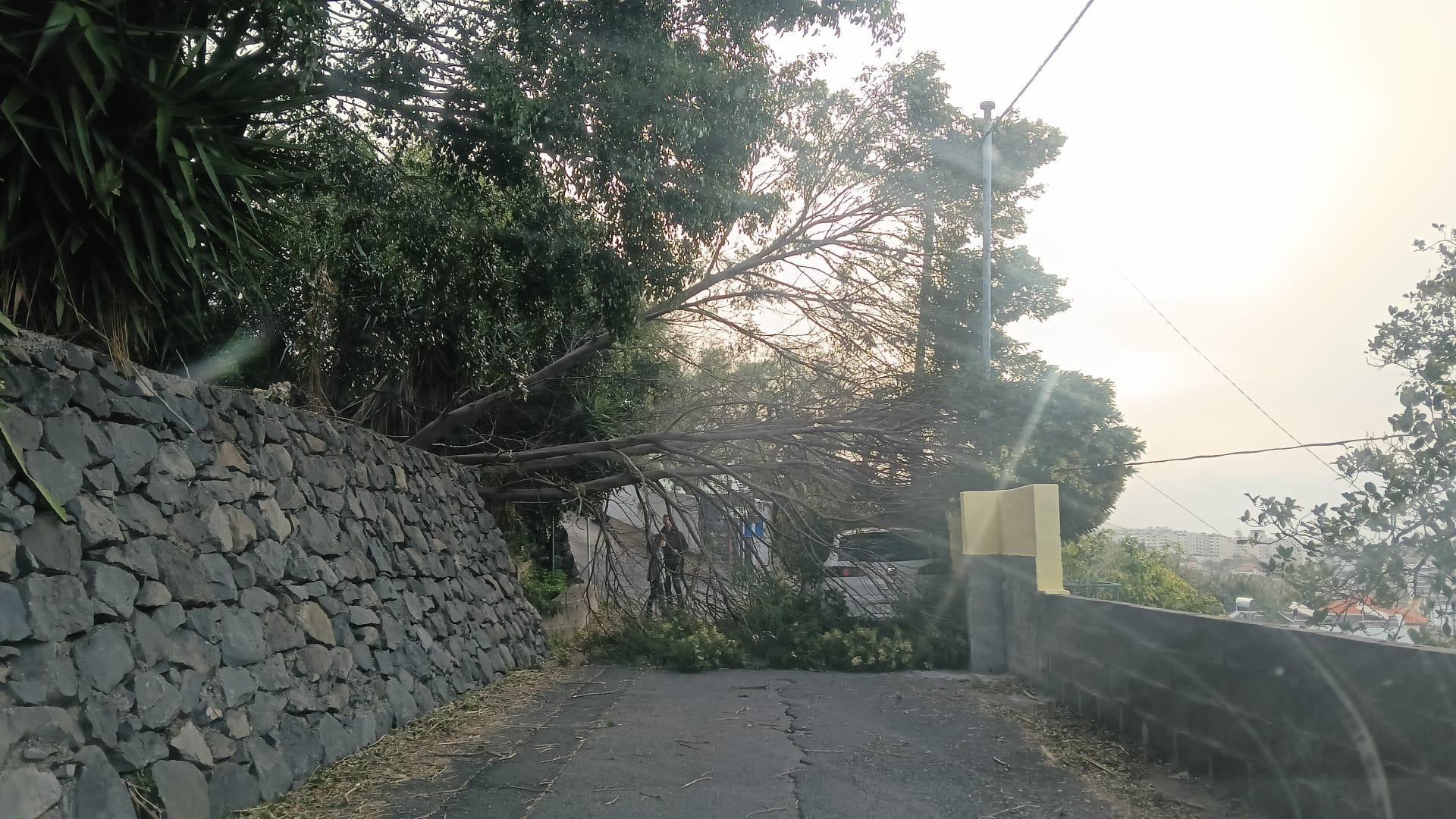 Árvore tomba sobre viatura no Funchal (com fotos)