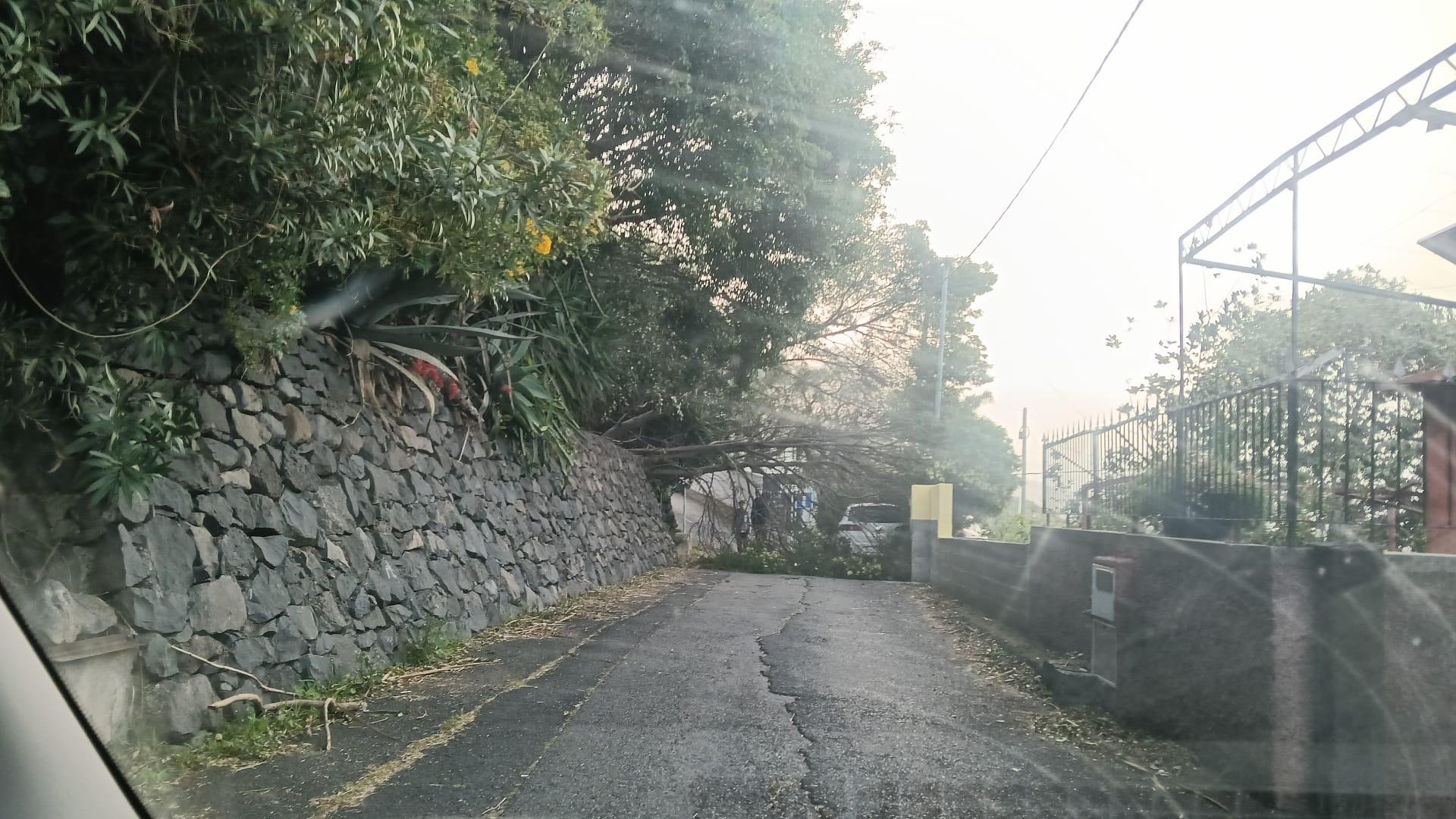 Árvore tomba sobre viatura no Funchal (com fotos)