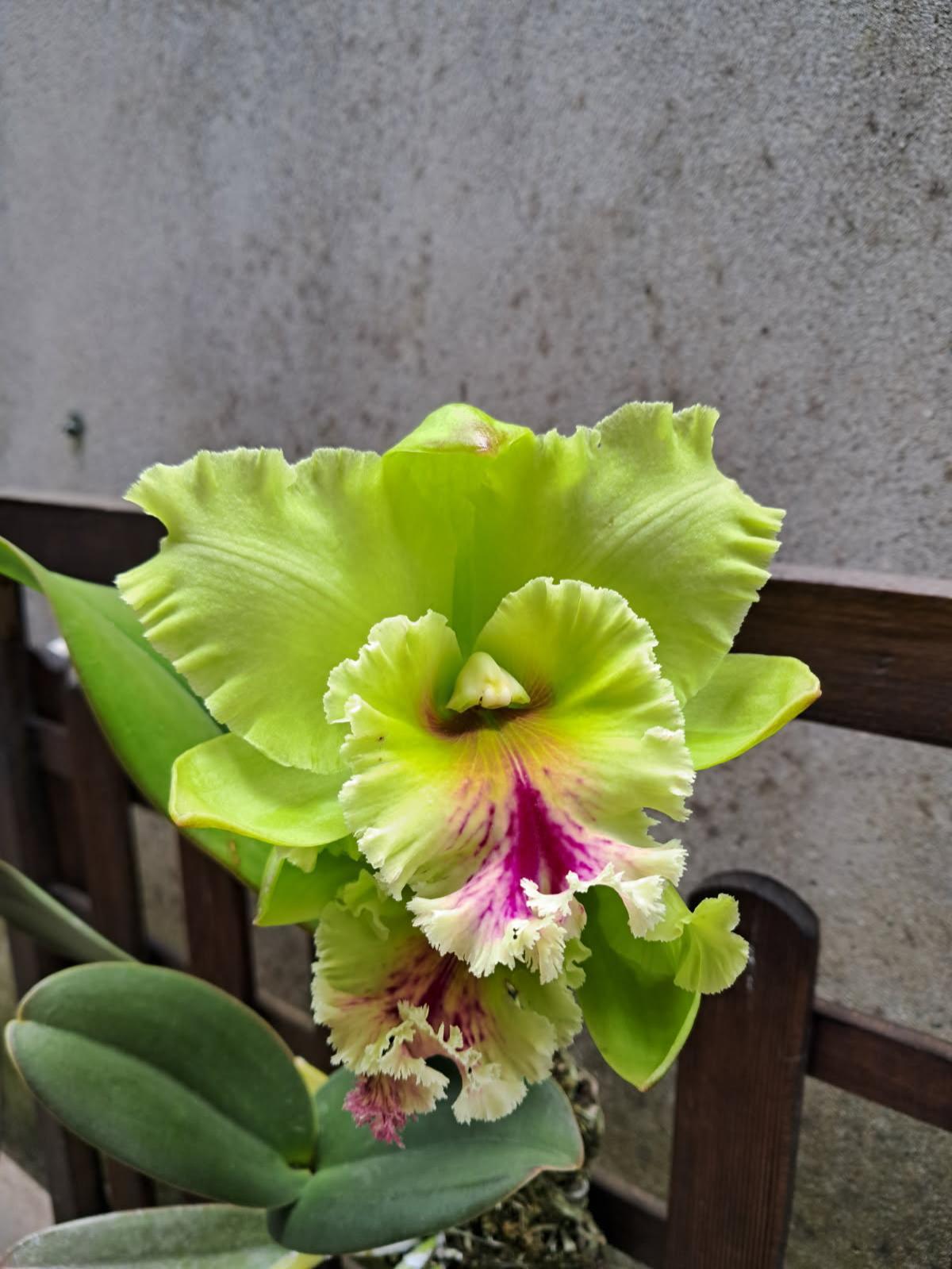 Concluído projeto que associa uma orquídea a cada município da Madeira