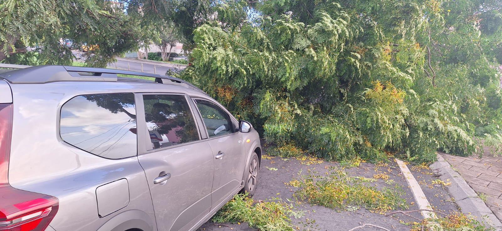 Queda de árvore causa danos e bloqueia saída da via rápida (com vídeo)