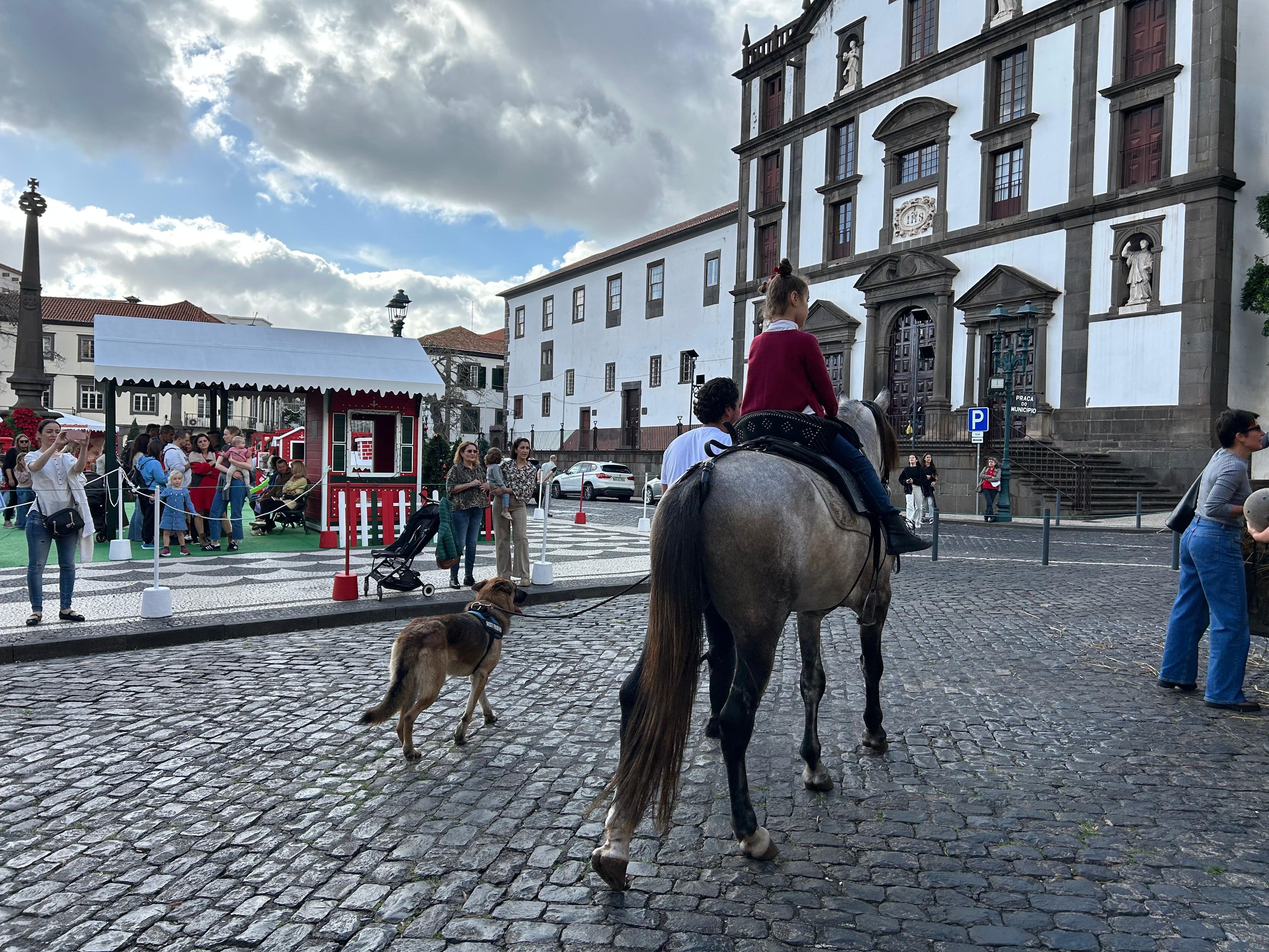 Quinta da Caldeira traz amigos de quatro patas à Praça do Município no Funchal (com fotos)