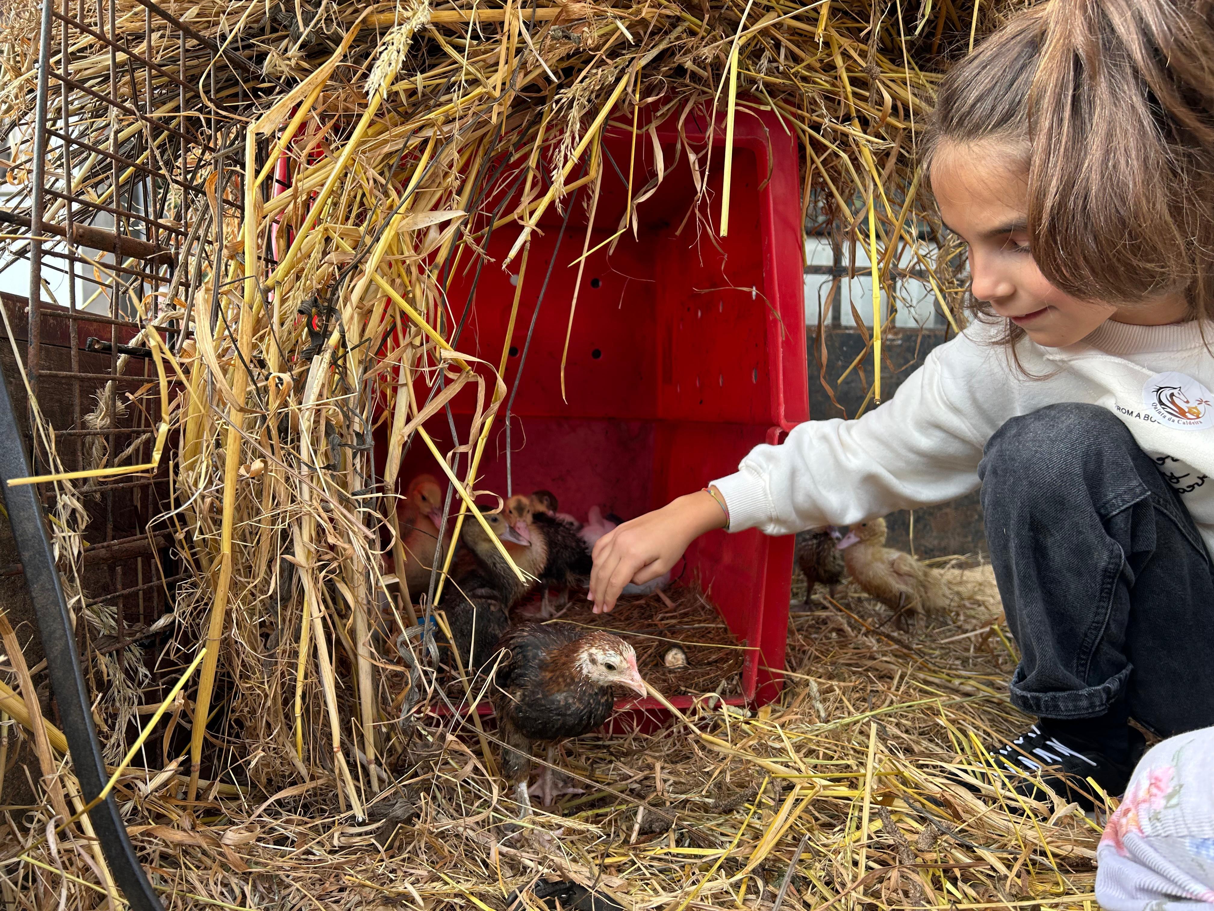 Quinta da Caldeira traz amigos de quatro patas à Praça do Município no Funchal (com fotos)