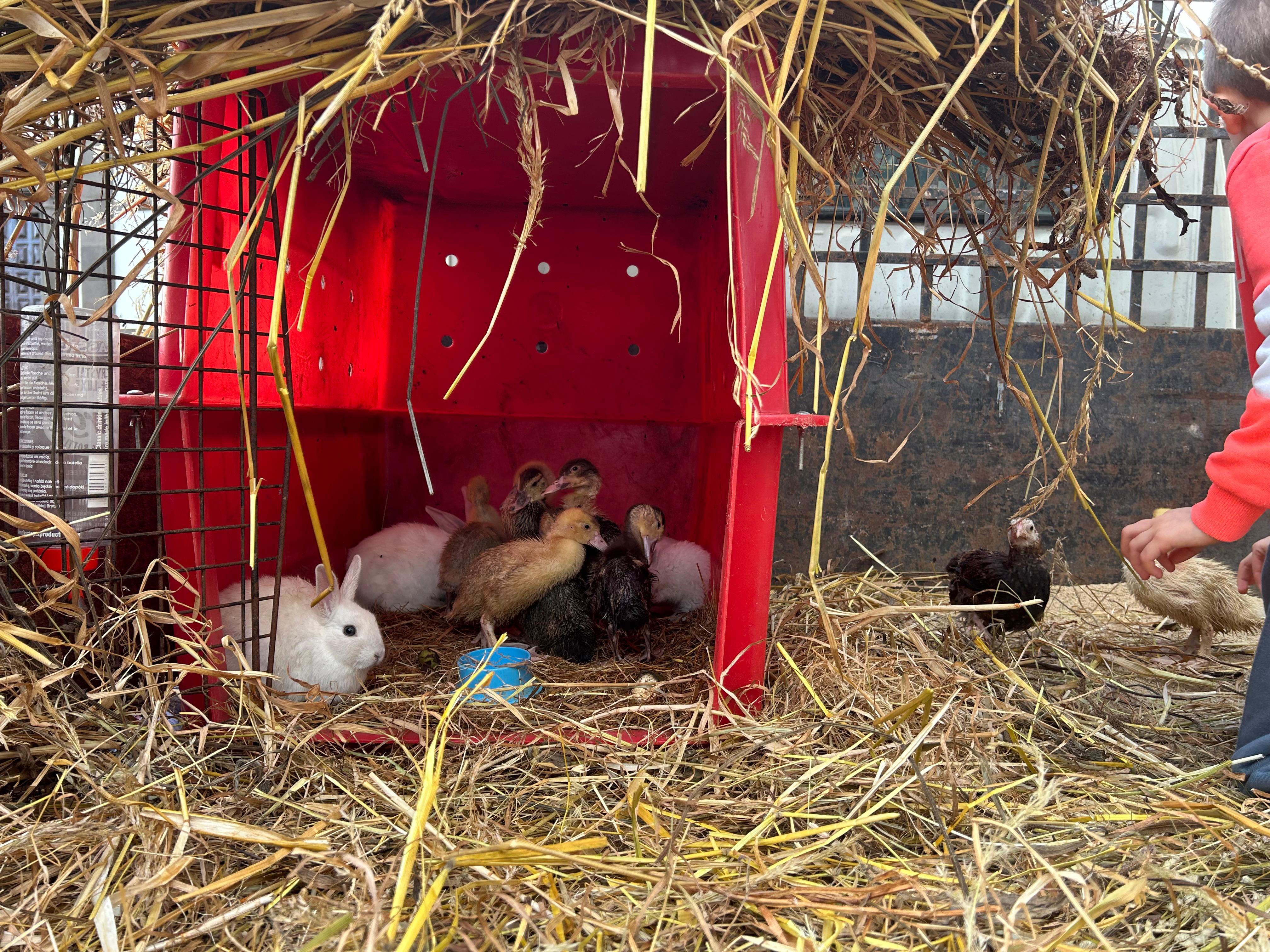 Quinta da Caldeira traz amigos de quatro patas à Praça do Município no Funchal (com fotos)