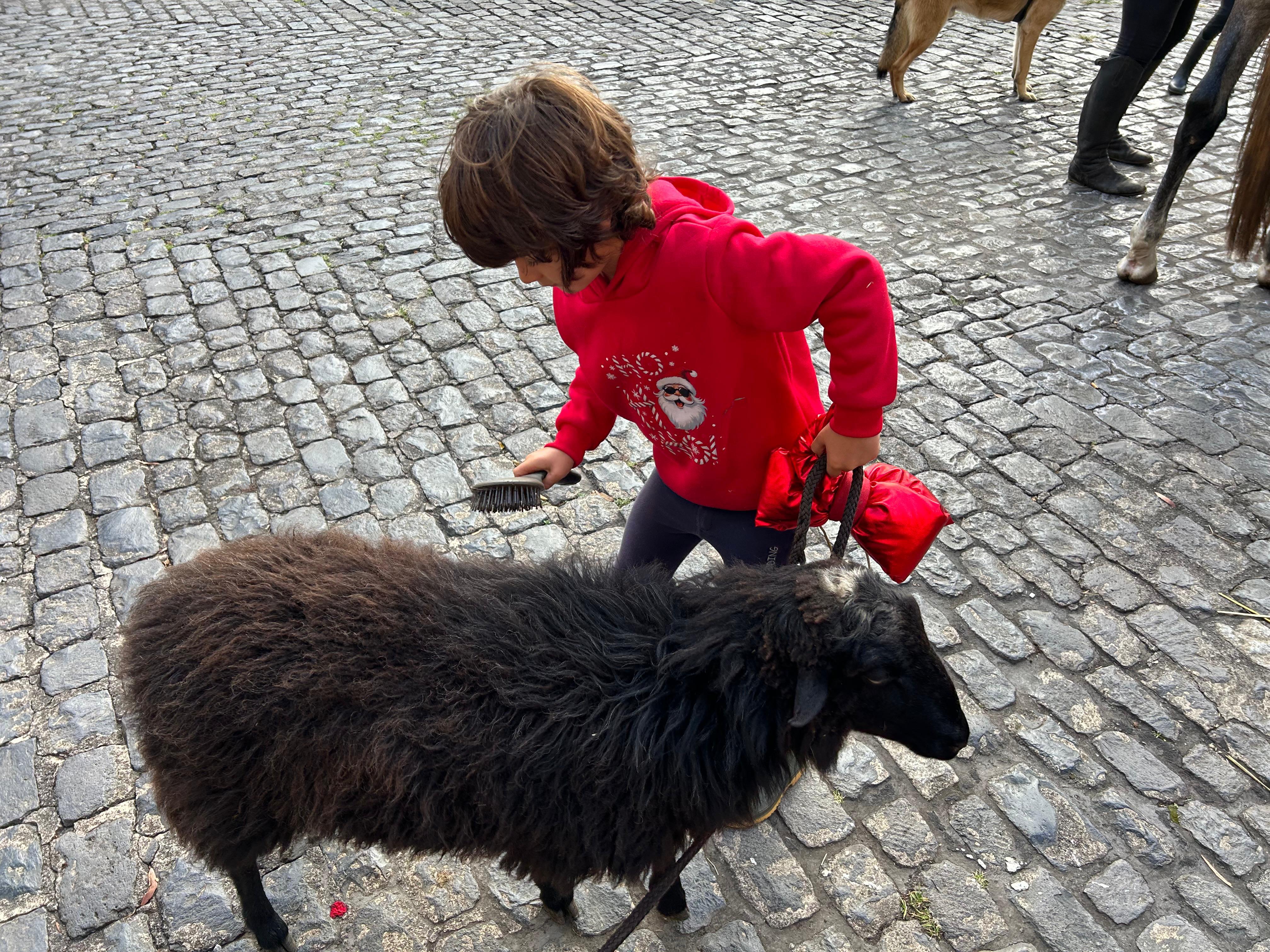 Quinta da Caldeira traz amigos de quatro patas à Praça do Município no Funchal (com fotos)