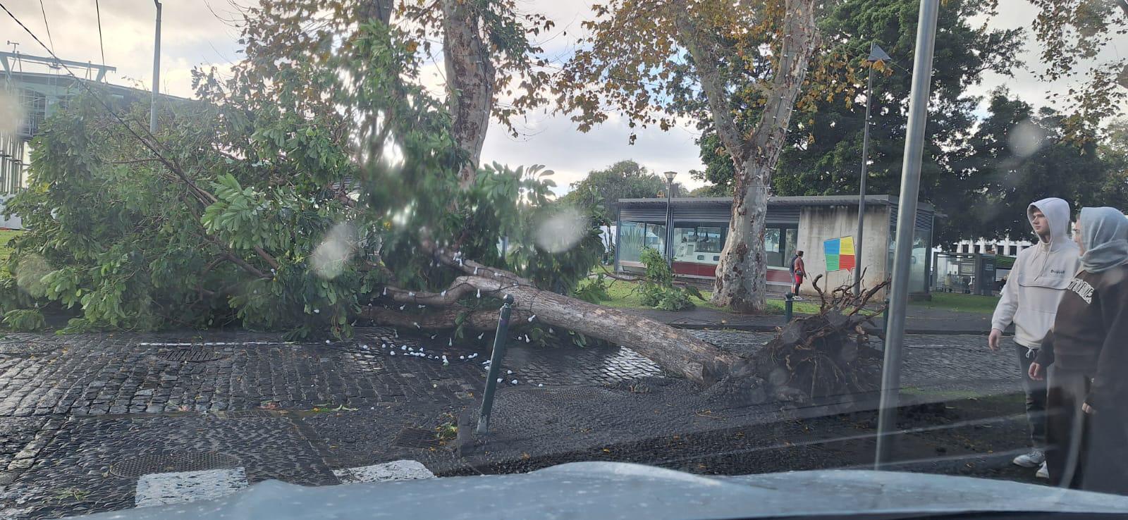 Queda de árvore impossibilita circulação automóvel na Zona Velha (com fotos)