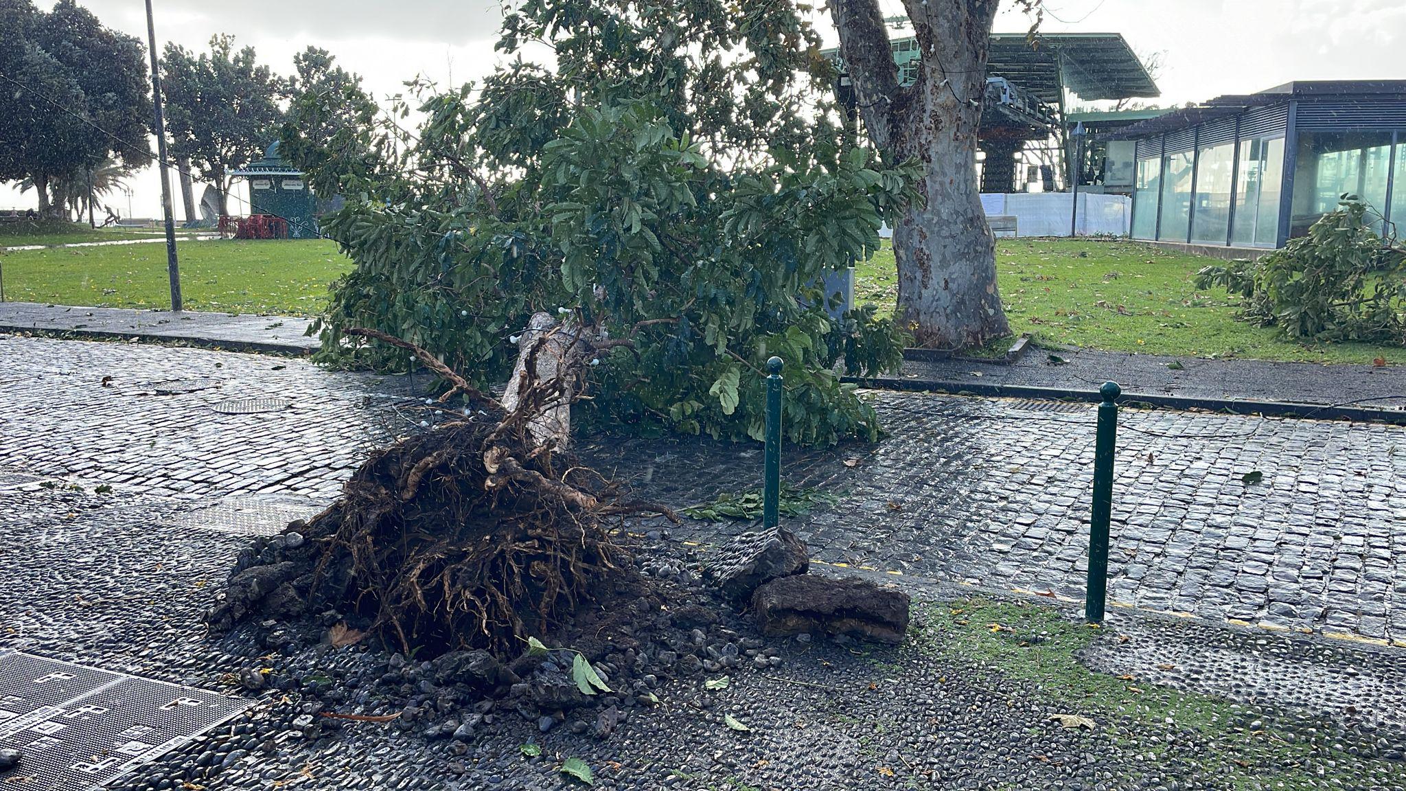 Queda de árvore impossibilita circulação automóvel na Zona Velha (com fotos)
