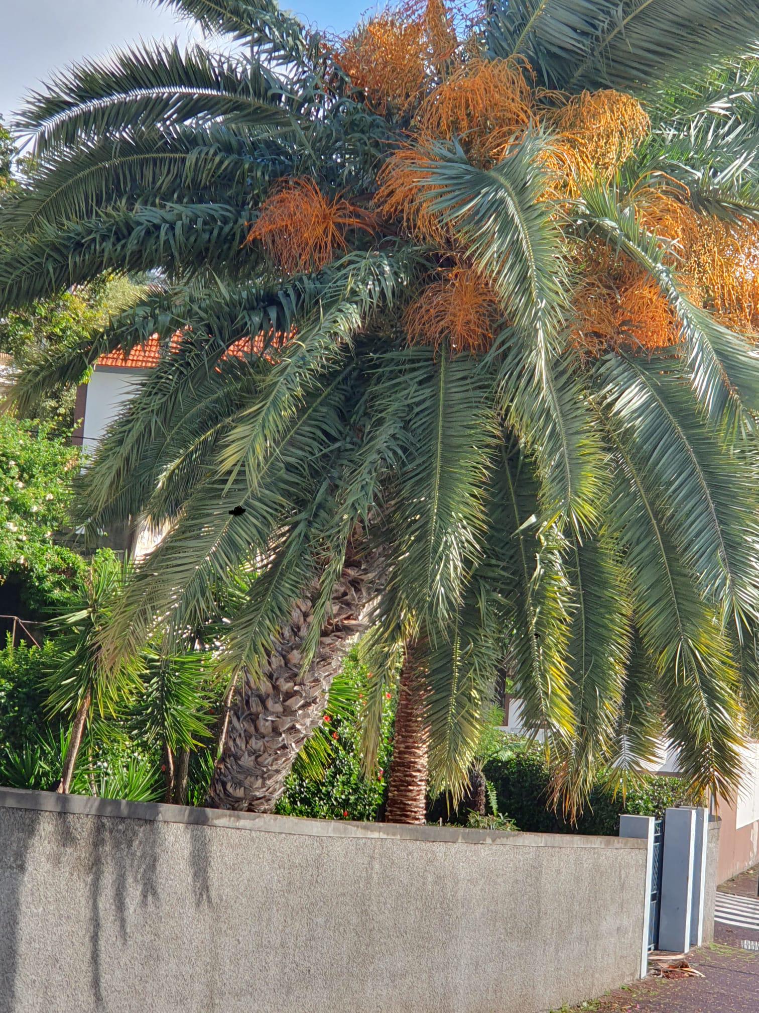 Árvore ameaça cair atrás do campo do Liceu (com fotos)