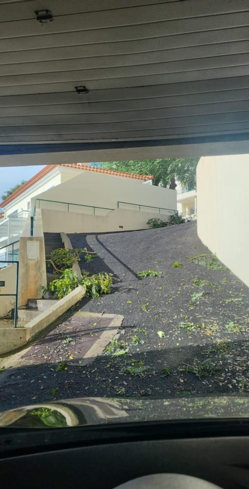 Árvore tombou à porta de um prédio na zona dos Reis Magos (com fotos)