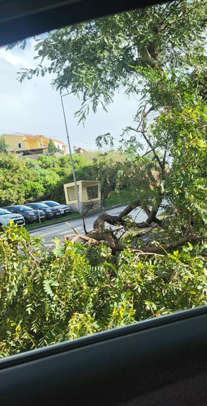 Árvore tombou à porta de um prédio na zona dos Reis Magos (com fotos)