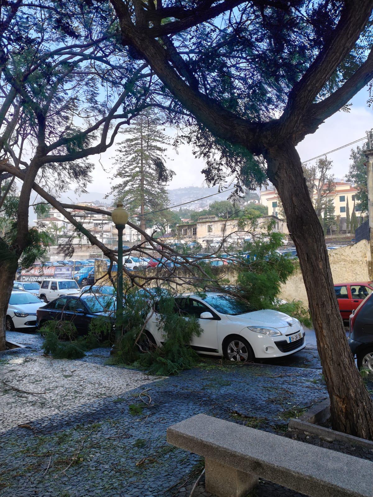 Vento continua a condicionar estradas com várias quedas de árvores (com fotos e vídeos)