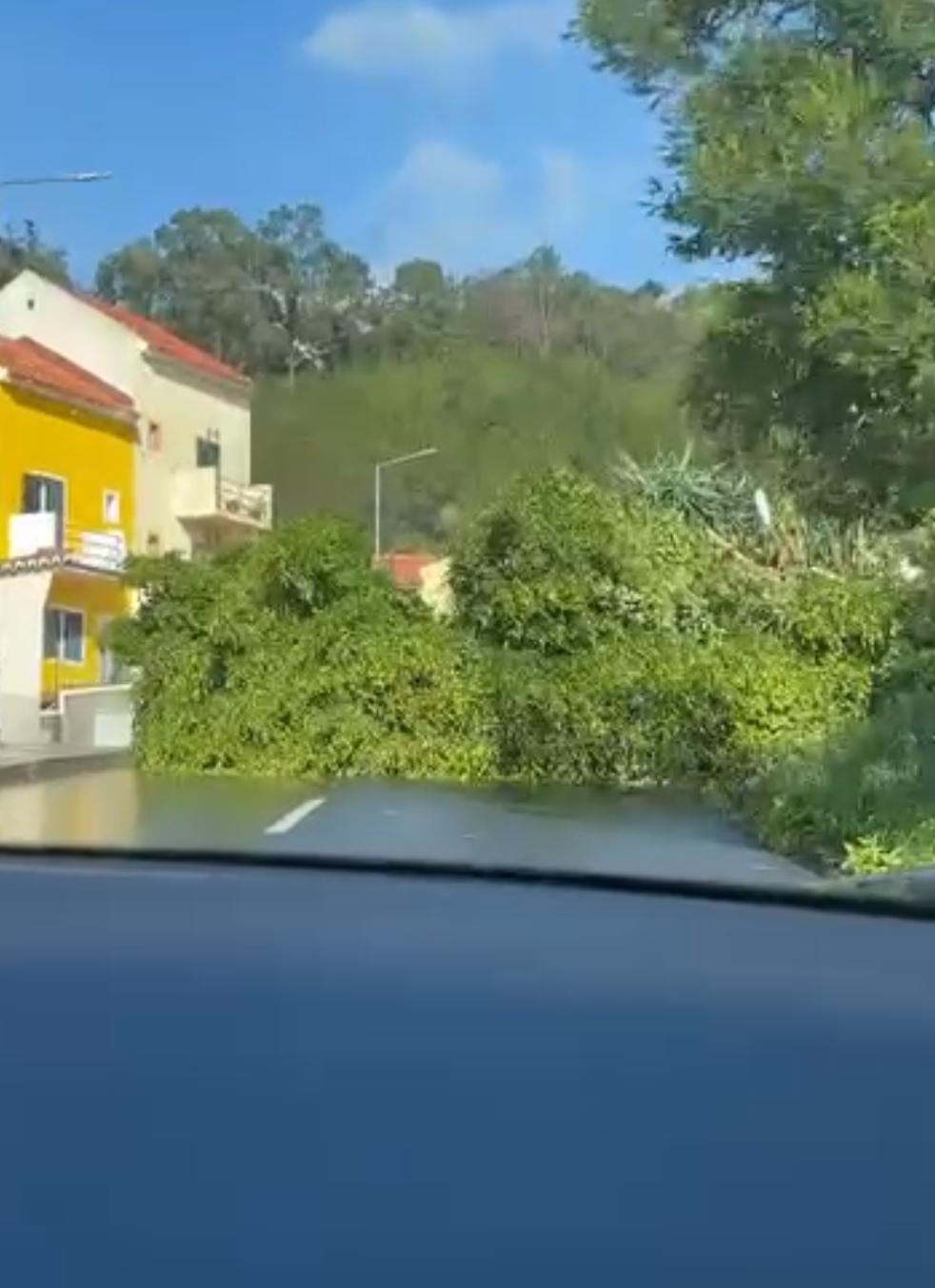 Vento continua a condicionar estradas com várias quedas de árvores (com fotos e vídeos)
