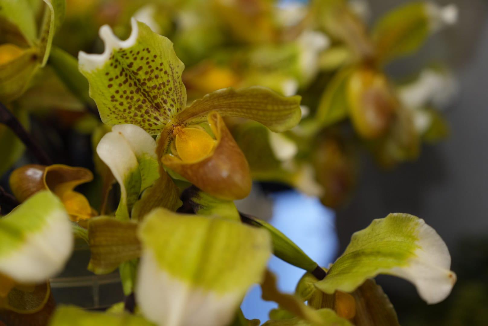 Madeirenses e turistas marcam a tradição das compras no mercado (com fotos)