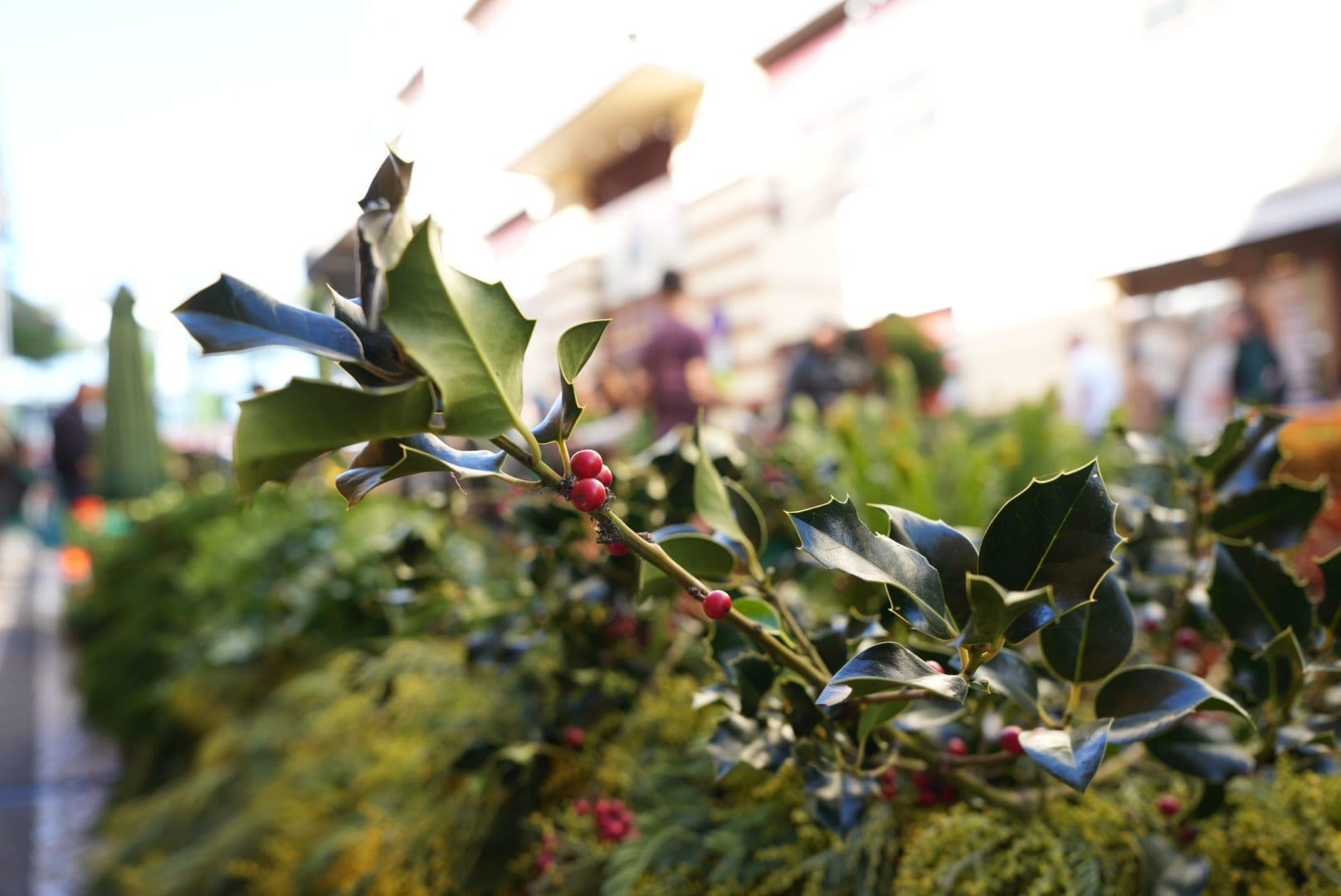 Madeirenses e turistas marcam a tradição das compras no mercado (com fotos)