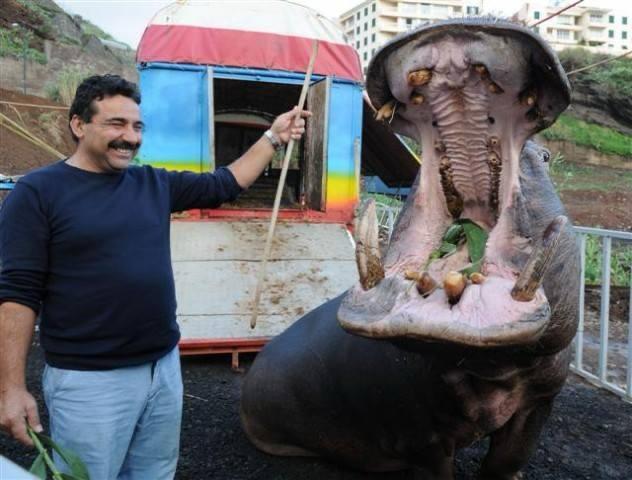 Artistas do Circo Mundial recordam o tempo dos animais (com fotos)