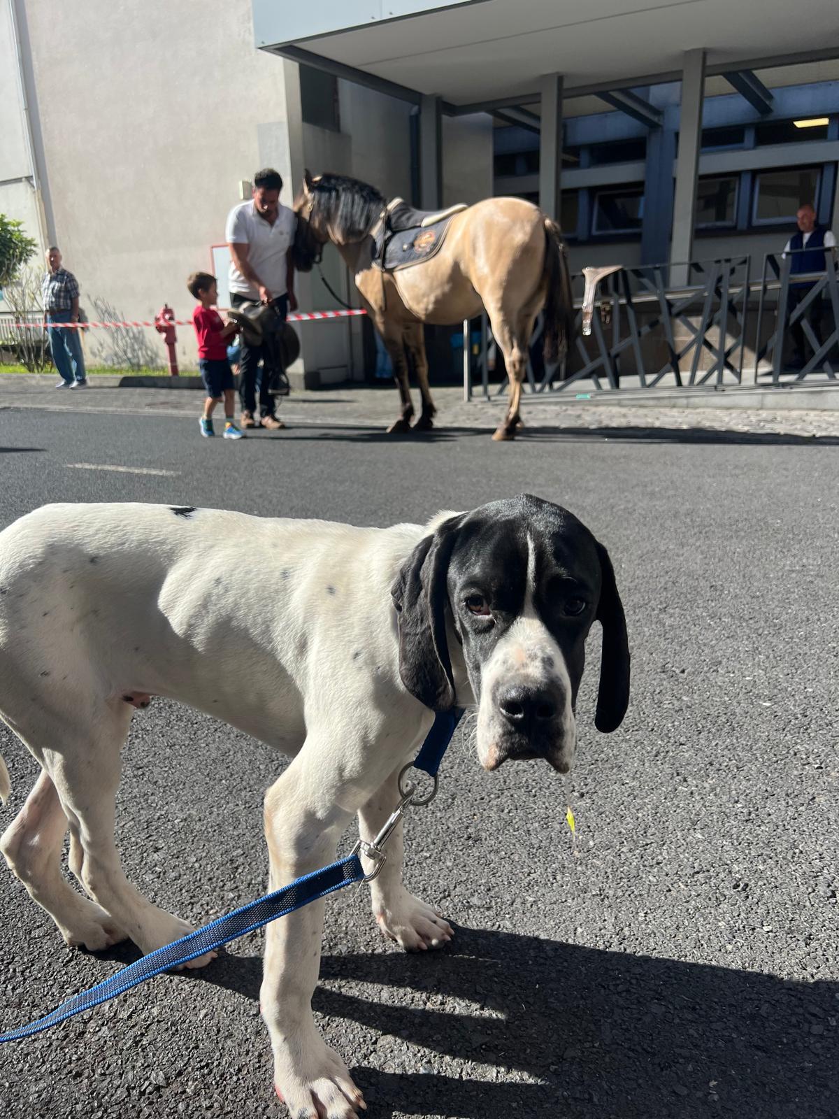 Animais visitam crianças hospitalizadas